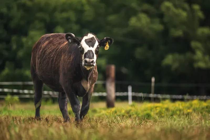 Rotación de Pasturas y Flujo de Trabajo de Visibilidad del Rebaño