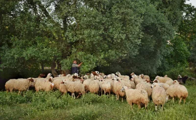 Ganadería Sierra Clara 13