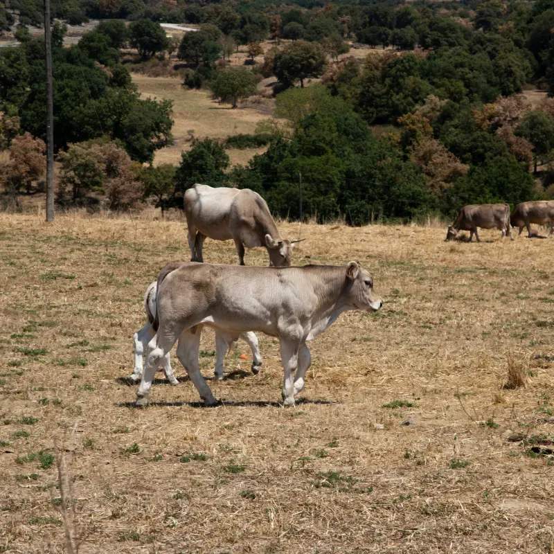 Ganadería Sierra Clara 2