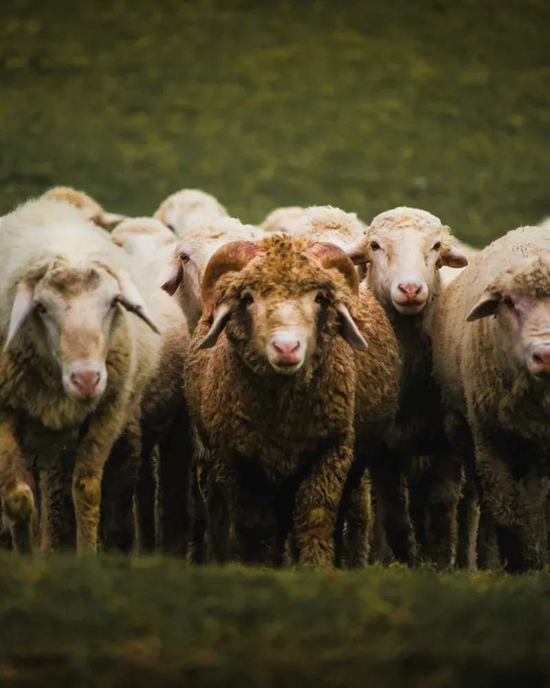 Asesoramiento en alimentación y nutrición animal